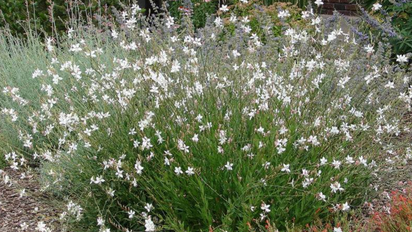 Ni petunias ni violetas: la planta con flores que no necesita riego diario