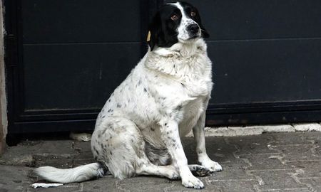 un perro callejero ayuda a los chicos a cruzar la calle de la escuela un perro callejero ayuda a los chicos a cruzar la calle de la escuela