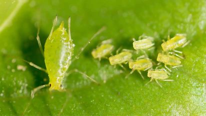 Adiós pulgones: qué plantas ayudan a mantenerlos lejos de tu jardín