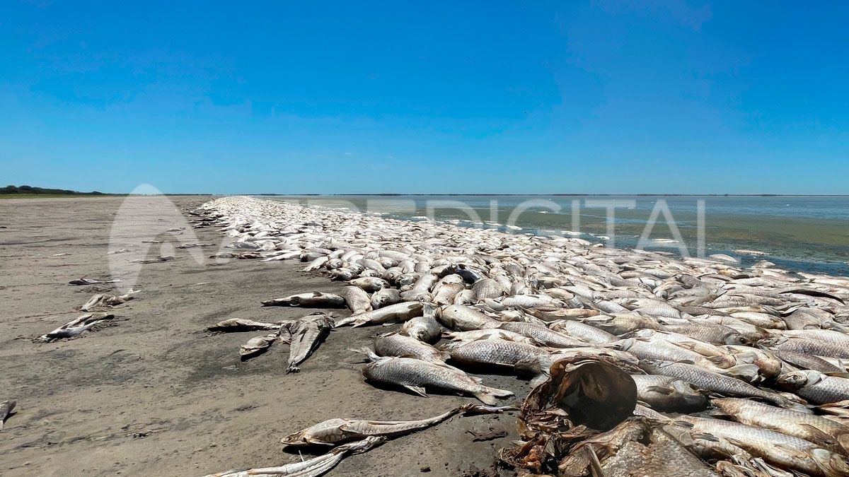 El Ministerio de Ambiente evalúa los pasos a seguir con los miles de peces muertos en la Laguna del Plata.