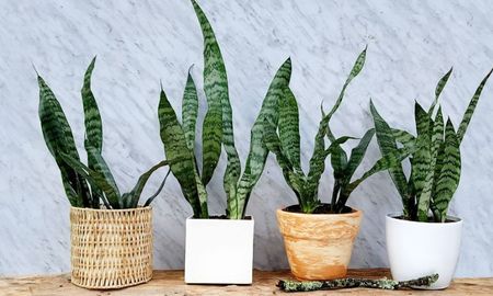 Qué significa la lengua de suegra en casa y dónde colocarla según el Feng Shui. Qué significa la lengua de suegra en casa y dónde colocarla según el Feng Shui.