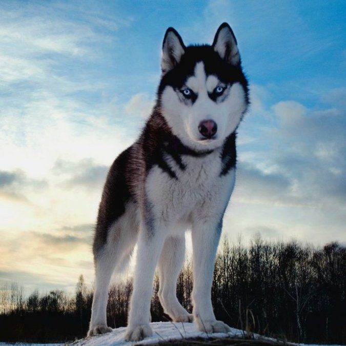 Por qué los perros huskies tienen los ojos azules