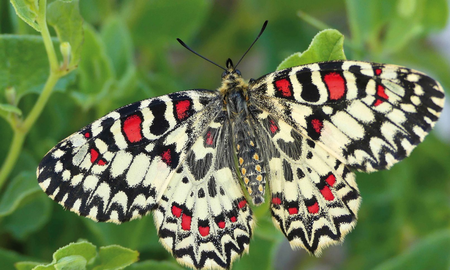 Las mariposas, polinizadoras esenciales, enriquecen los jardines y el ecosistema con su belleza y su labor vital. Las mariposas, polinizadoras esenciales, enriquecen los jardines y el ecosistema con su belleza y su labor vital.