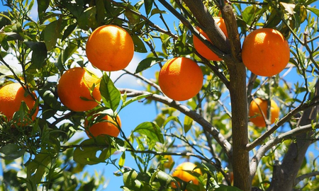 ¡sacale el maximo provecho a tus naranjas! ideas para evitar el desperdicio ¡sacale el maximo provecho a tus naranjas! ideas para evitar el desperdicio