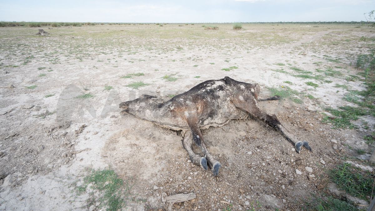 A pesar de que no hay cifras oficiales, la mortandad de animales será un factor determinante al evaluar la campaña 2023.