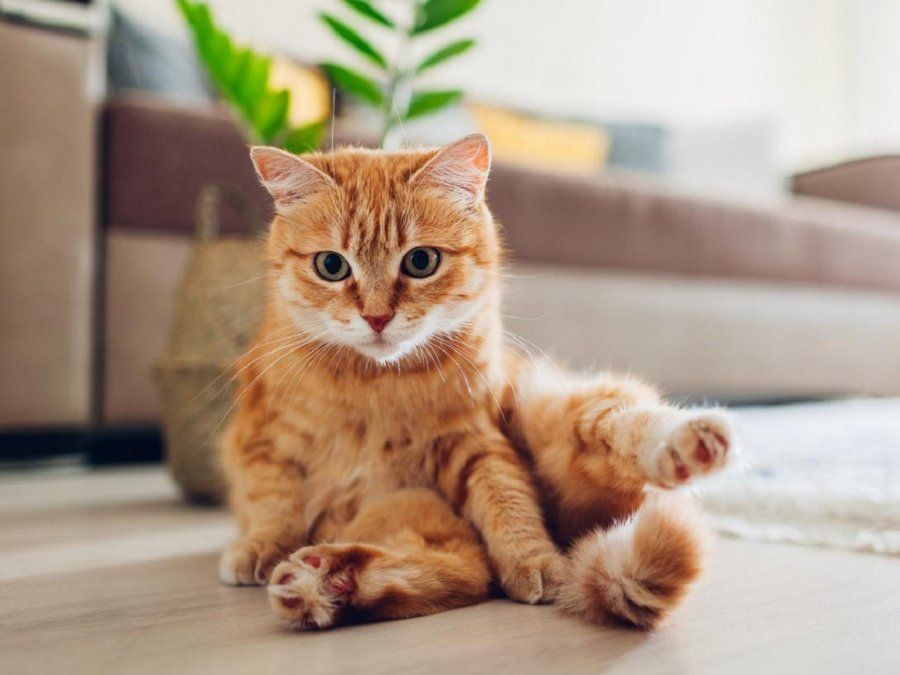 Imagen ilustrativa&nbsp;