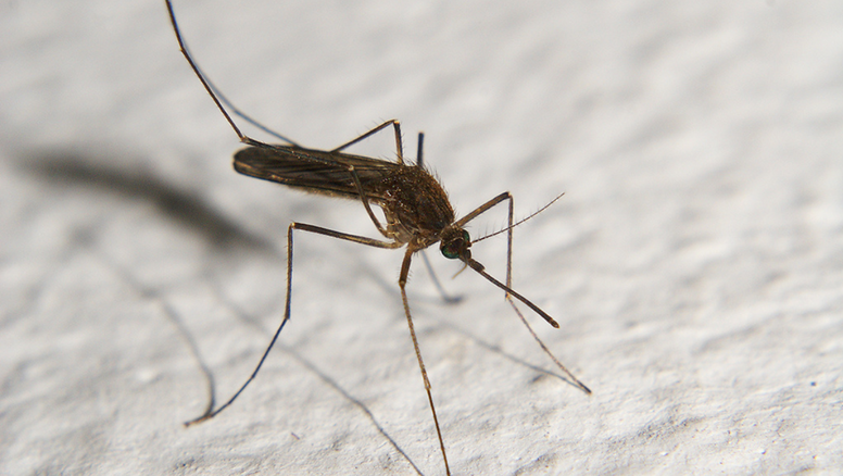 Los mosquitos siguen picando en Santa Fe: ¿cuál es la especie que resiste al frío?