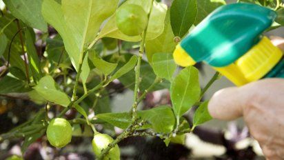 Eliminá las plagas de tus plantas con estos remedios caseros
