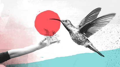 Curiosidades fascinantes sobre el colibrí