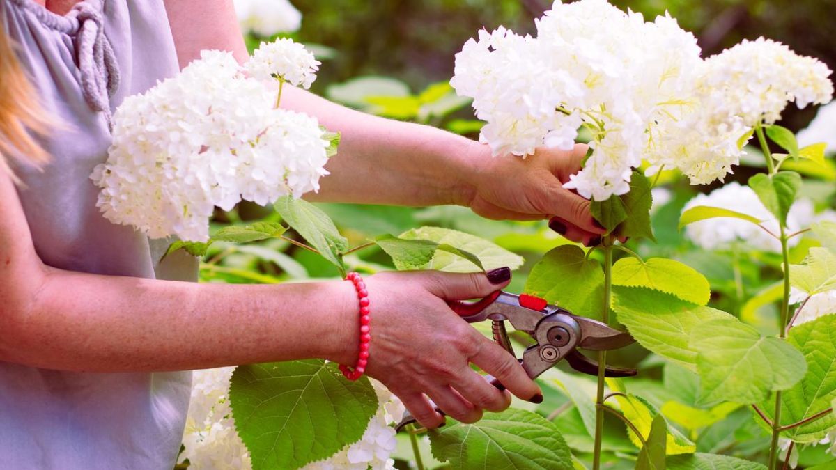La propagación por esquejes es el método preferido por los jardineros para obtener clones exactos de sus Hortensias favoritas.