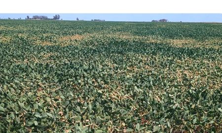 El 80% de los lotes de soja de segunda se encuentra en estado regular o malo. El 80% de los lotes de soja de segunda se encuentra en estado regular o malo.