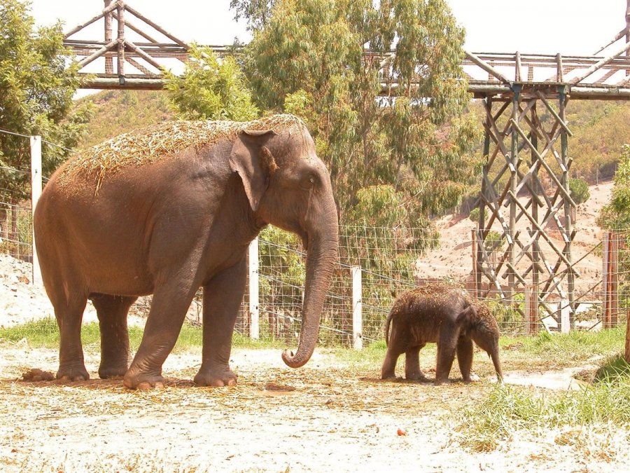 Elefante mata a un trabajador en un zoológico de España