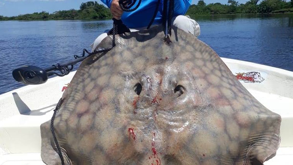 Las rayas gigantes pueden pesar m&aacute;s de 200 kilos.