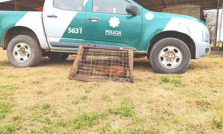 hallaron un gato salvaje en una casa de la zona rural de josefina hallaron un gato salvaje en una casa de la zona rural de josefina