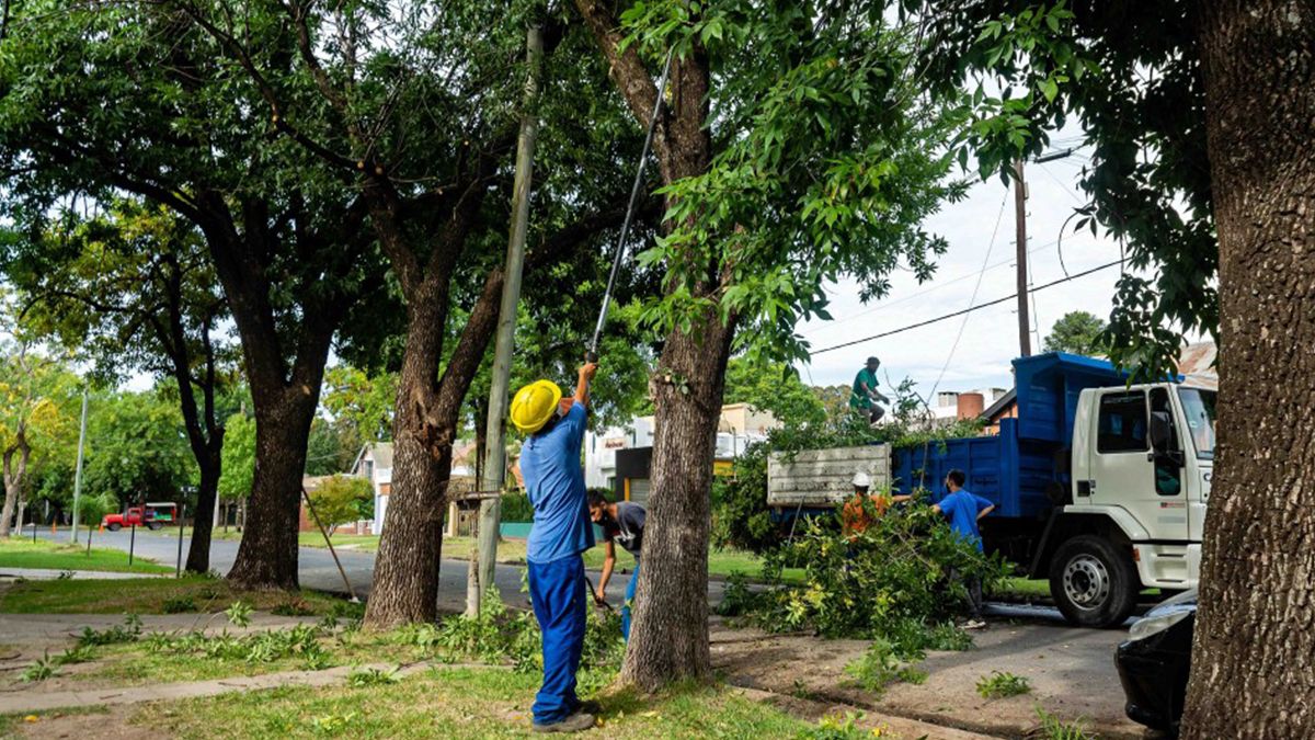 Rosario cuenta con m&aacute;s de 420.000 &aacute;rboles en espacios verdes y veredas.&nbsp;