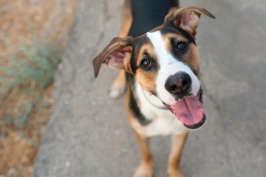 Perros potencialmente peligrosos: ¿es culpa de los humanos?