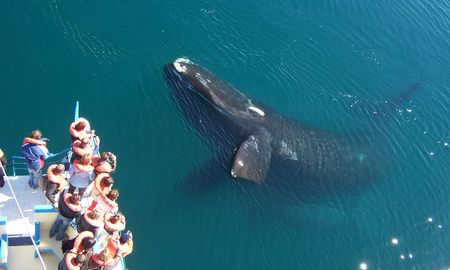 Alerta en Chubut: encontraron tres nuevos cadáveres y ya suman 18 las ballenas muertas. Alerta en Chubut: encontraron tres nuevos cadáveres y ya suman 18 las ballenas muertas.