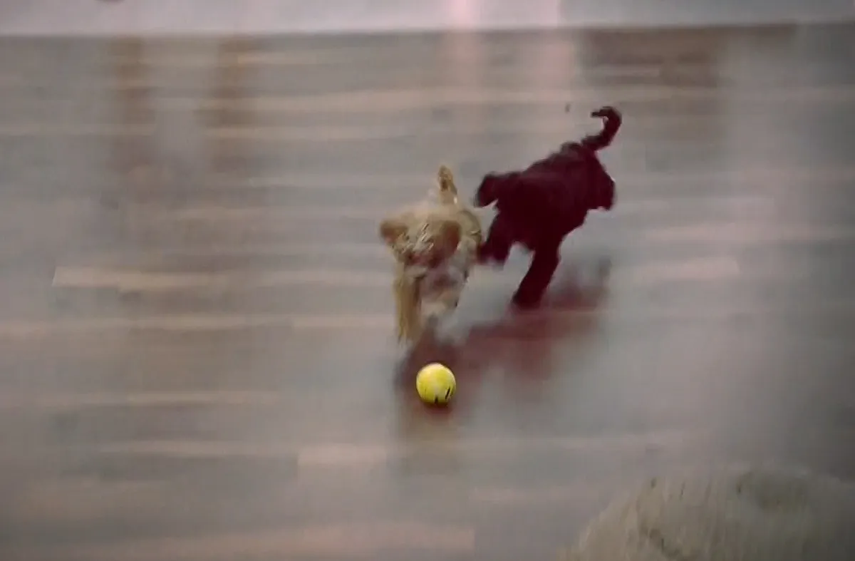 Terror en Gran Hermano: uno de los perritos comenzó a llorar y gritar y Telefe cortó la transmisión