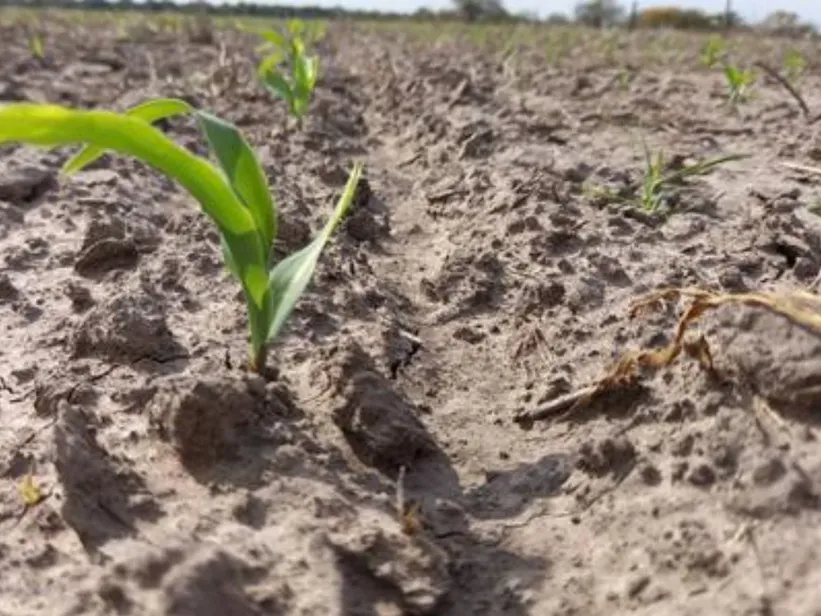 Zona Núcleo: esperan lluvias para sostener el trigo y destrabar la siembra de maíz Zona Núcleo: esperan lluvias para sostener el trigo y destrabar la siembra de maíz