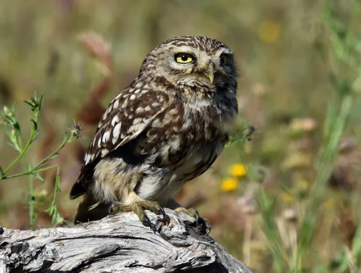 Mochuelo europeo (Athene noctua).