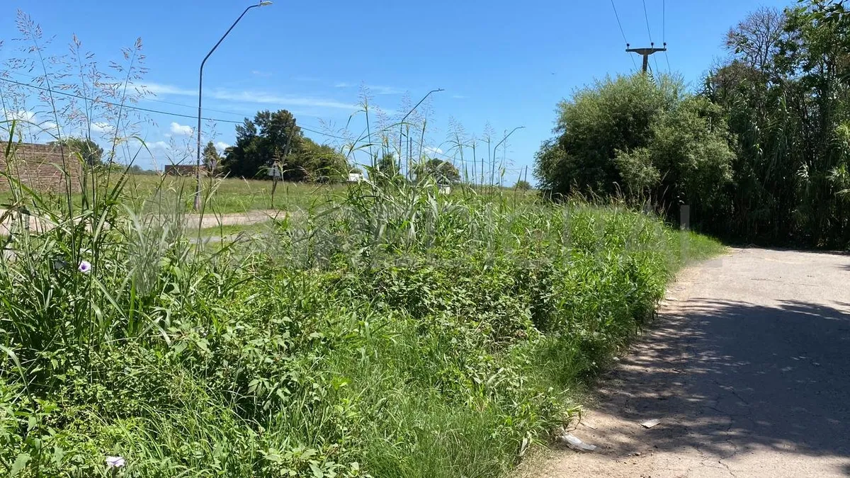 Yuyos altos en barrio El Vergel. Yuyos altos en barrio El Vergel.