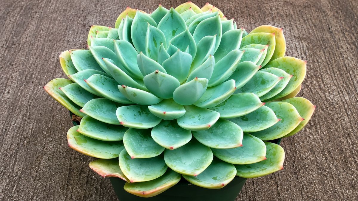 Sus hojas azul verdosas forman una roseta tan perfecta que parece una enorme flor abierta.