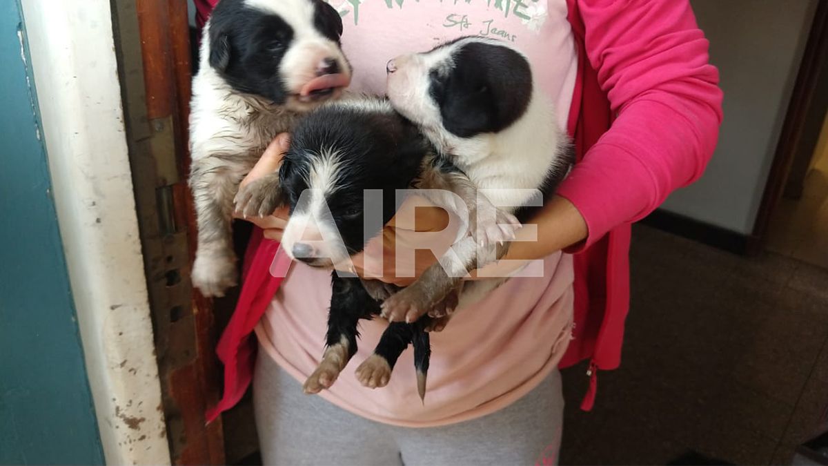 Los cachorros fueron rescatados de a uno, a lo largo de más de dos horas.
