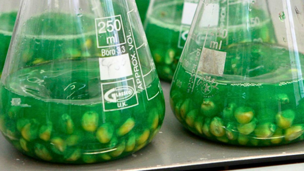 El congreso ofrecerá un espacio para profundizar en el conocimiento de las tecnologías biológicas y su integración en las Buenas Prácticas Agrícolas (BPA)