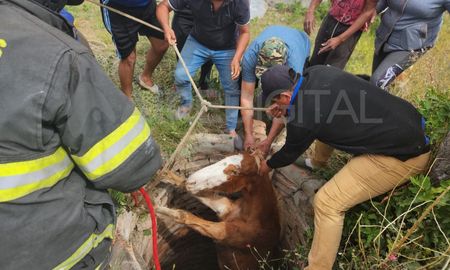 Vera: los bomberos rescataron a un caballo que se cayó a un pozo. Vera: los bomberos rescataron a un caballo que se cayó a un pozo.