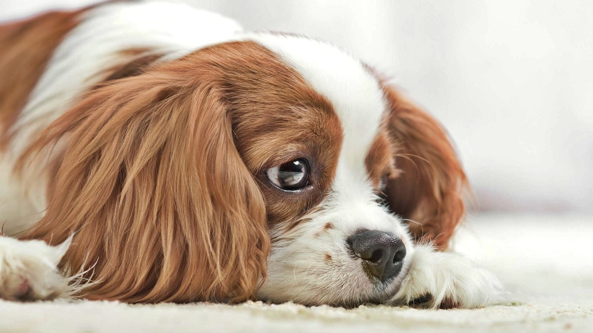 La depresión canina es una enfermedad habitual en perros y es causada en la mayoría de los casos por el estado de ánimo de las personas.