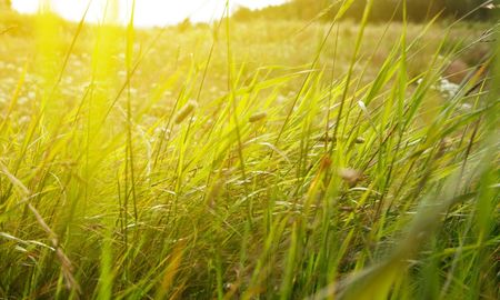 pasturas: como duplicar el rendimiento con un manejo estrategico de bioestimulantes pasturas: como duplicar el rendimiento con un manejo estrategico de bioestimulantes