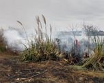 El fuego prendió rápidamente en la hierba conocida como cola de zorro.&nbsp;