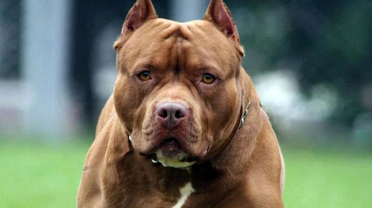 El perro se había escapado de una de las casas de los vecinos de la zona