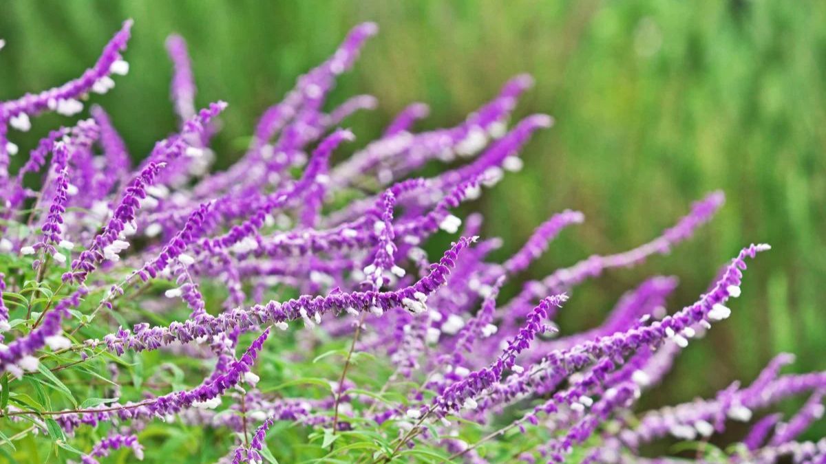 La Salvia Mexicana florece con m&aacute;s fuerza cuando recibe sol pleno y atrae colibr&iacute;es. &nbsp;