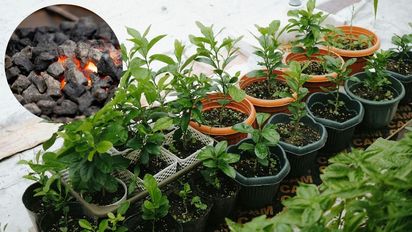 El truco del carbón en la maceta que mantener tus plantas sanas y que no se pudran