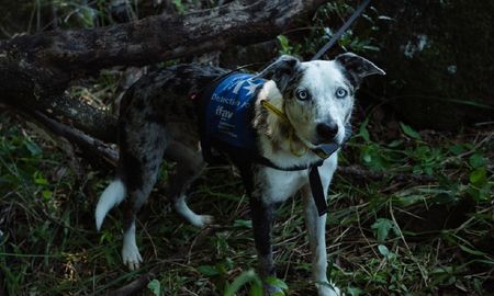 Perro recibe un reconocimiento internacional por salvar a más de 100 koalas en los incendios de Australia.