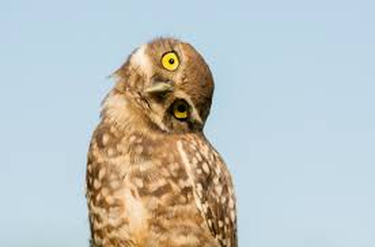 Las hembras son generalmente más oscuras que los machos.