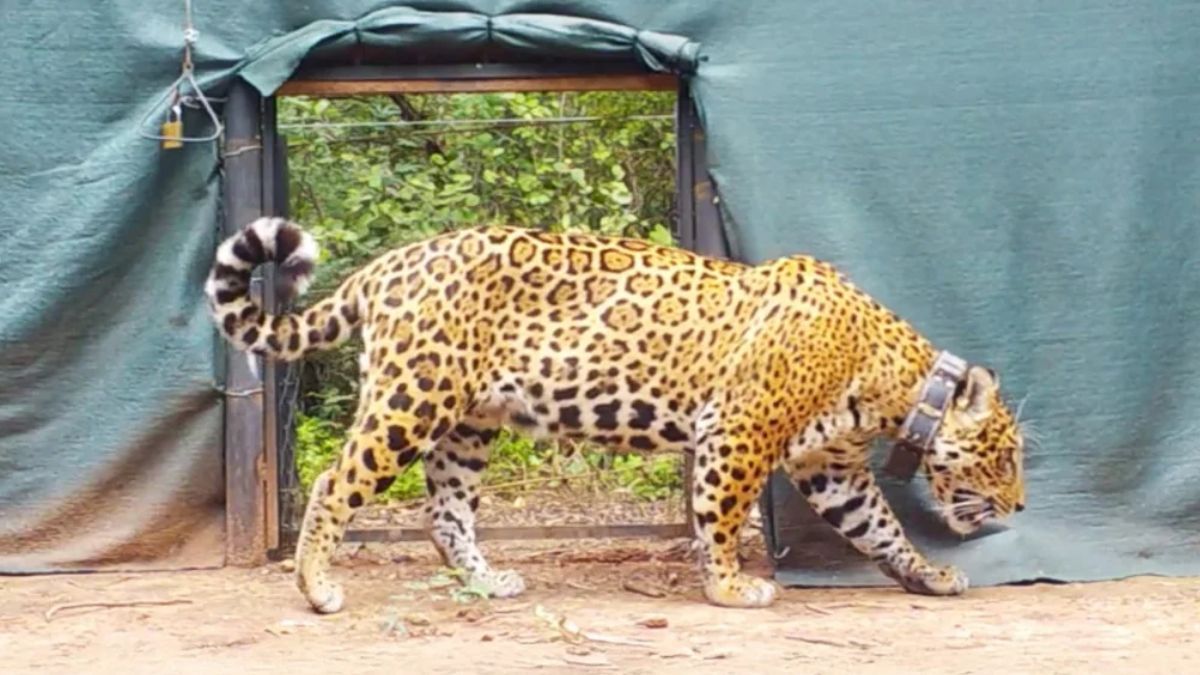 Liberación histórica de Miní en El Impenetrable: un hito para la conservación del yaguareté en el Gran Chaco