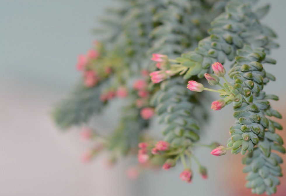 Cola de burro: la planta mexicana que no puede faltar en tu colección