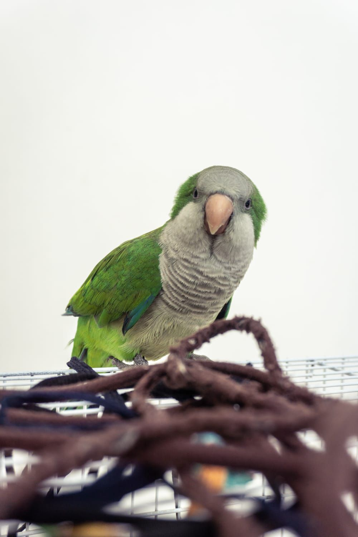 Festejaron el cumpleaños de su loro con una súper fiesta: