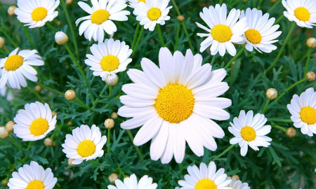 Flores silvestres fáciles de cultivar en casa Flores silvestres fáciles de cultivar en casa