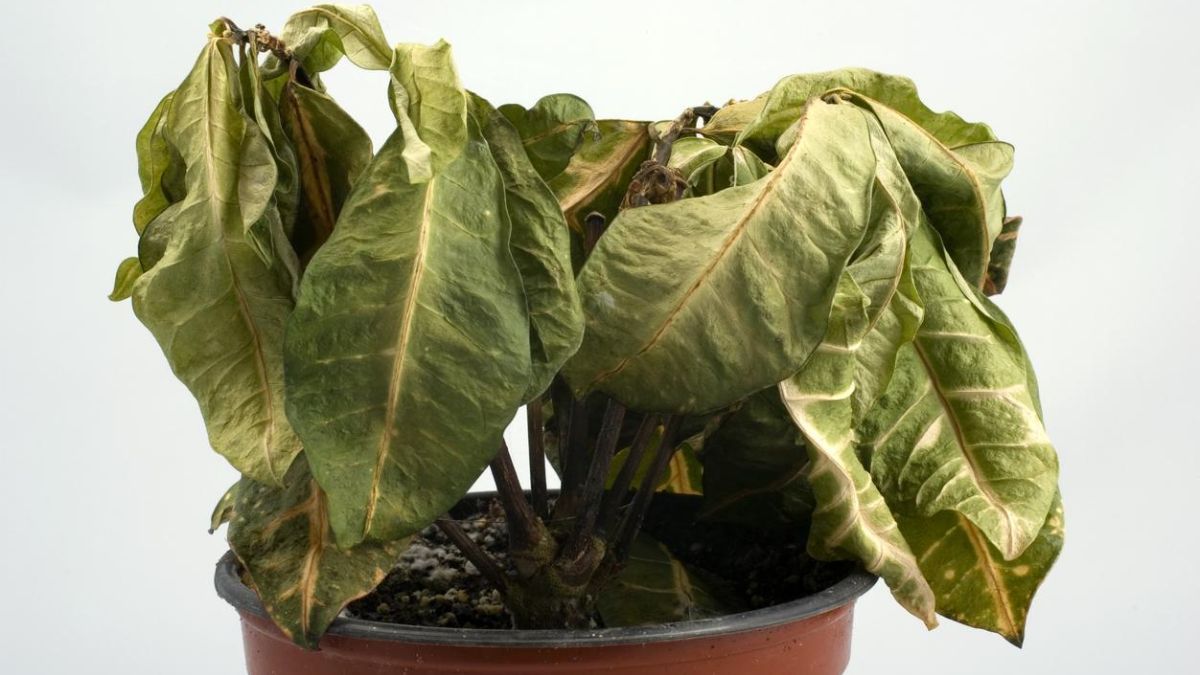 El riego por inmersión elimina las bolsas de aire en el sustrato seco y permite que el agua llegue directamente al corazón de la raíz.