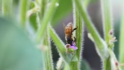 cuando la soja necesita ayuda: el rol inesperado de los insectos
