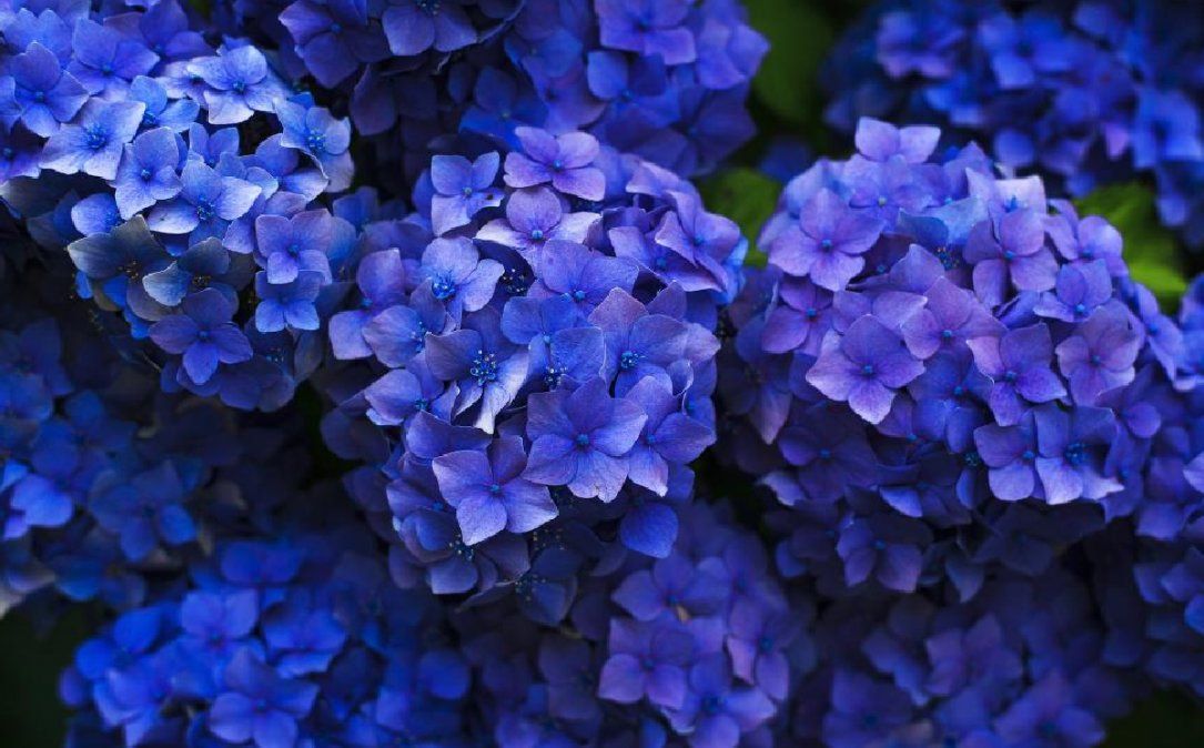 Representan la soledad y la atraen