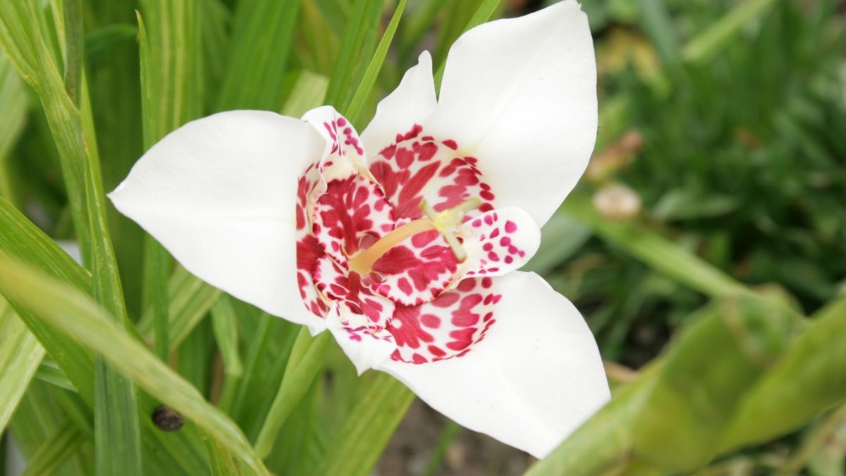La Tigridia pavonia blanca destaca por sus pétalos simétricos y su resistencia al sol intenso. La Tigridia pavonia blanca destaca por sus pétalos simétricos y su resistencia al sol intenso.