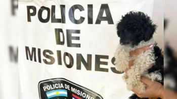 Un ladrón amenazó con asfixiar a un caniche robado para evitar ser detenido