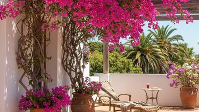 La planta que tenés que sumar en noviembre para llenar de color tu verano