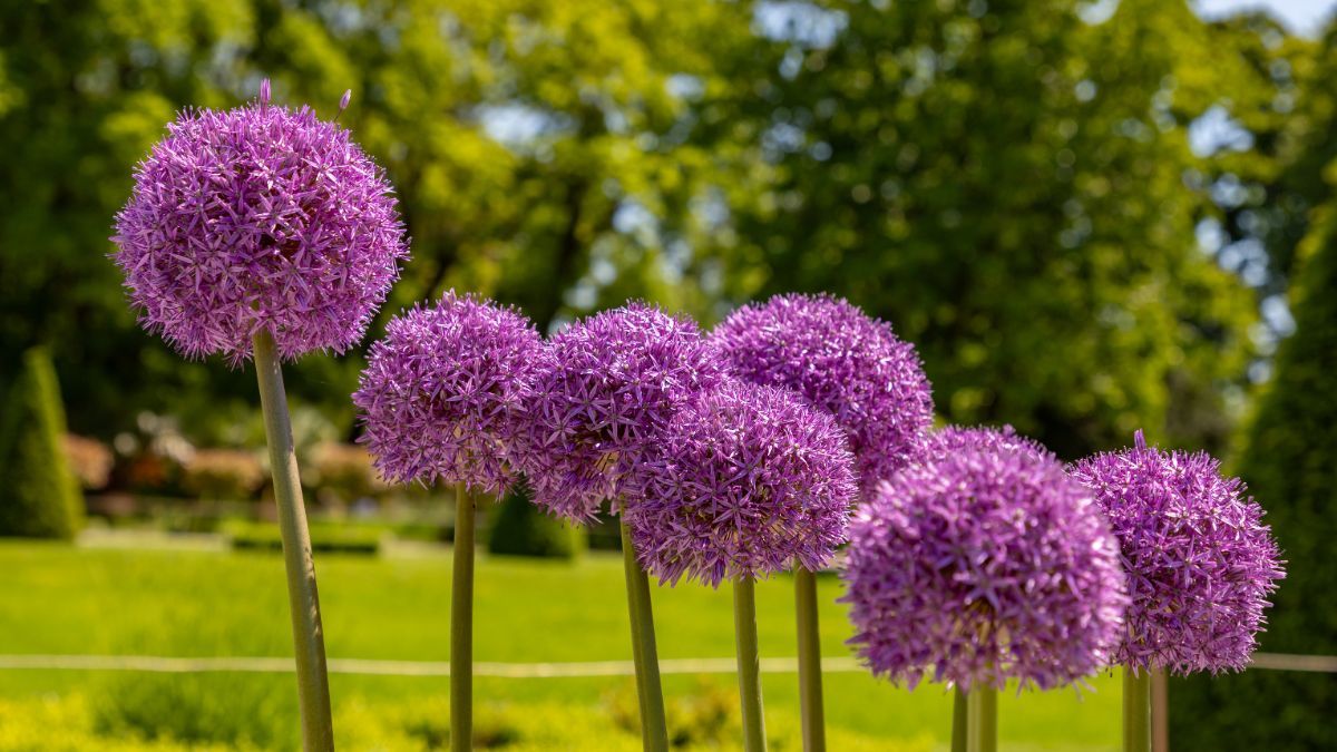 Sus flores esféricas aportan estructura, orden y ritmo visual al jardín. Sus flores esféricas aportan estructura, orden y ritmo visual al jardín.