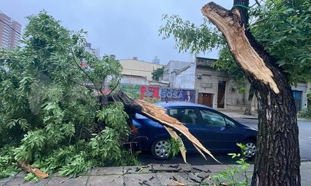 Santa Fe: una rama cayó sobre un auto estacionado en barrio Constituyentes. Santa Fe: una rama cayó sobre un auto estacionado en barrio Constituyentes.