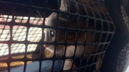 Un gato quedó atrapado en una claraboya: cómo fue el operativo de rescate